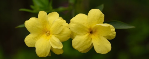 迎春花可以室内养殖吗,迎春花正确的养殖方法