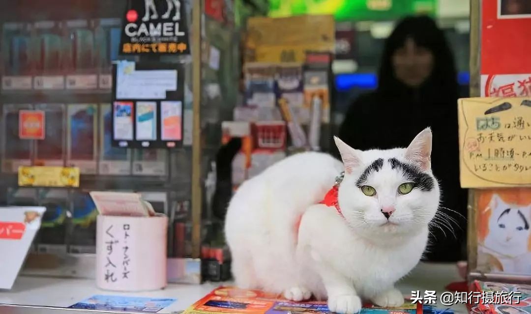 日本“神兽”不只有奈良鹿，日本网红动物主题旅行攻略