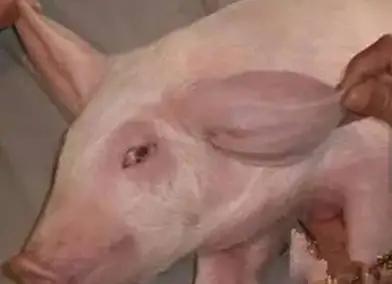 猪耳肿是怎么回事,猪耳朵肿大是什么病