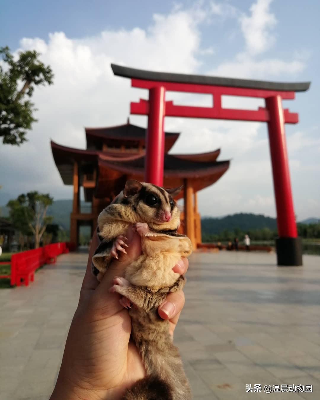 怎么看蜜袋鼯性格好不好,蜜袋鼯皮毛颜色