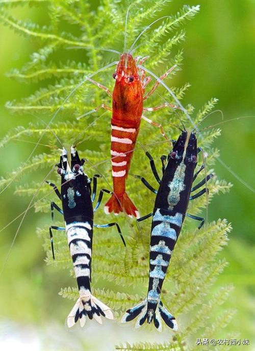 养观赏虾基本知识,观赏虾好养耐活