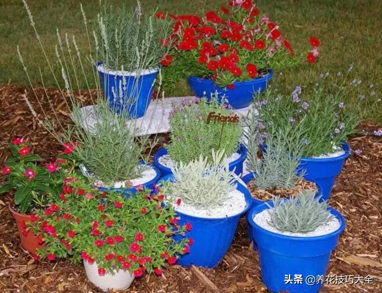 衣草种植养护方法步骤图片,法国衣草怎么养护视频讲解