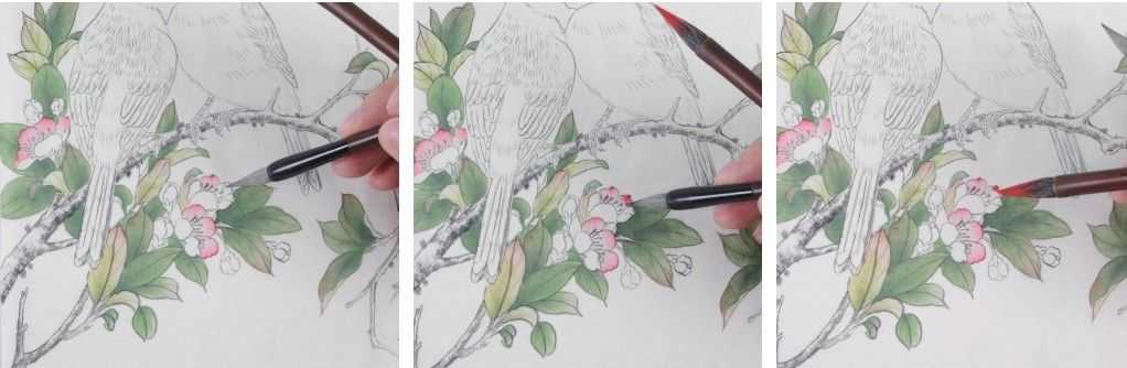 蜡嘴雀工笔画,蜡嘴鸟画画教程