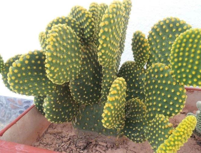 仙人掌长歪了怎么矫正,仙人掌长歪了怎么把它变直