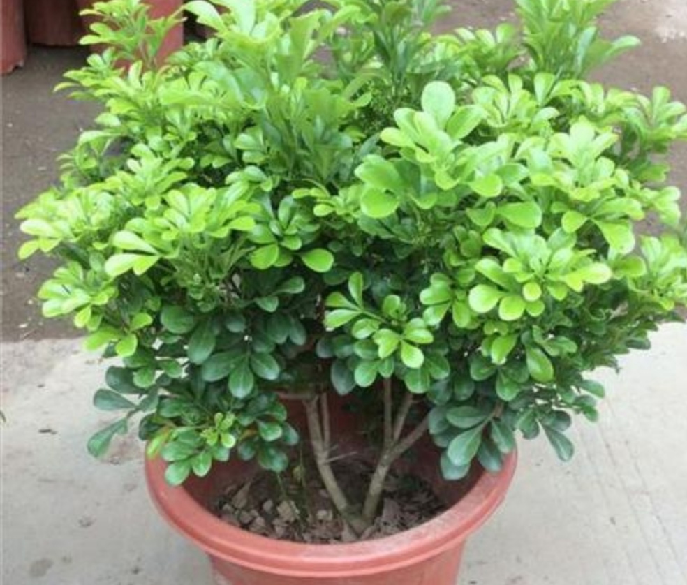 米兰有花骨朵但是不开花怎么回事,冬天室内温度二十度米兰会开花吗