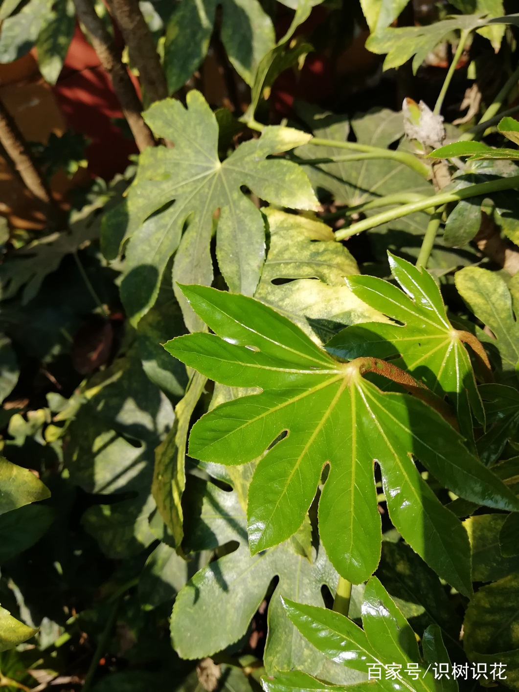 哪些名字很形象的常见植物，你知道几种（一）