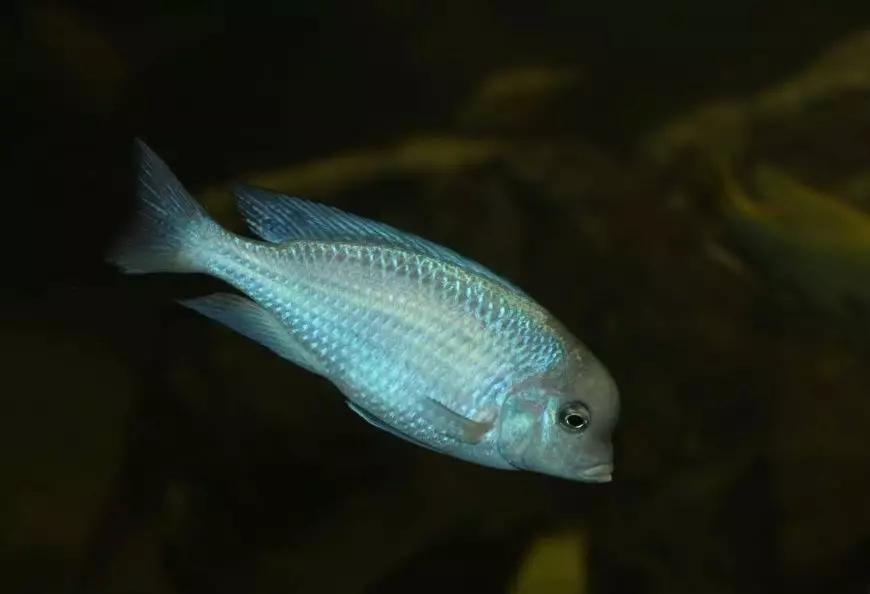 自己做大型水陆缸,在家自己打造一个沙漠缸