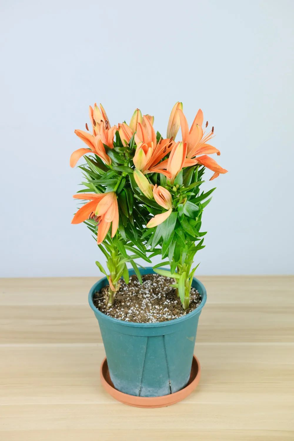 冬盆栽百合的养殖方法和注意事项,百合怎么种避免烂球