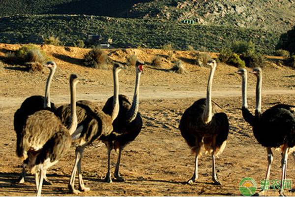 农村有哪些特色养殖项目,农村养殖项目最有前景的产业