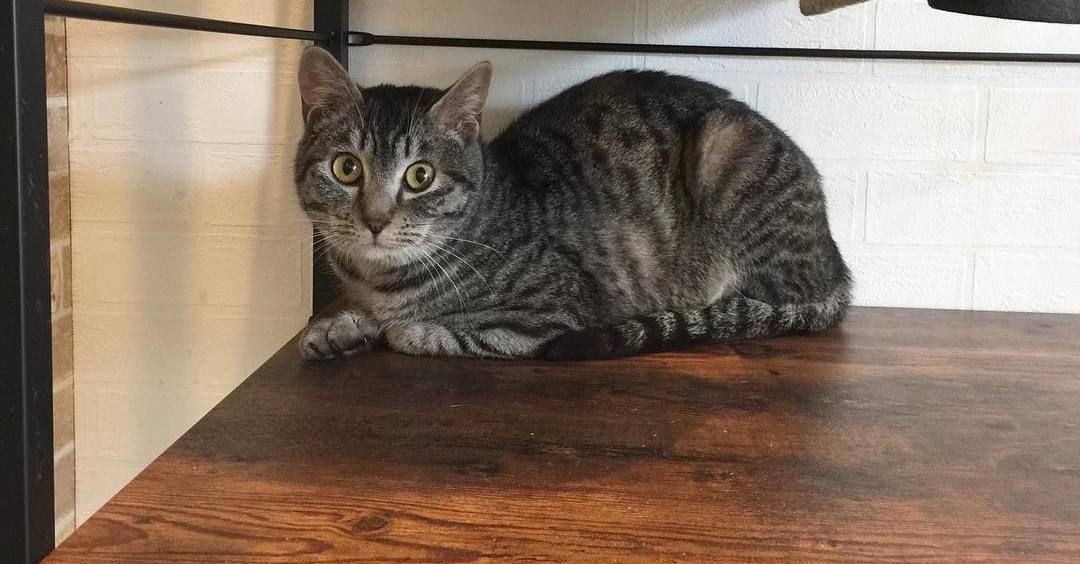 猫咪做完手术后的注意事项,猫咪手术后防止发炎