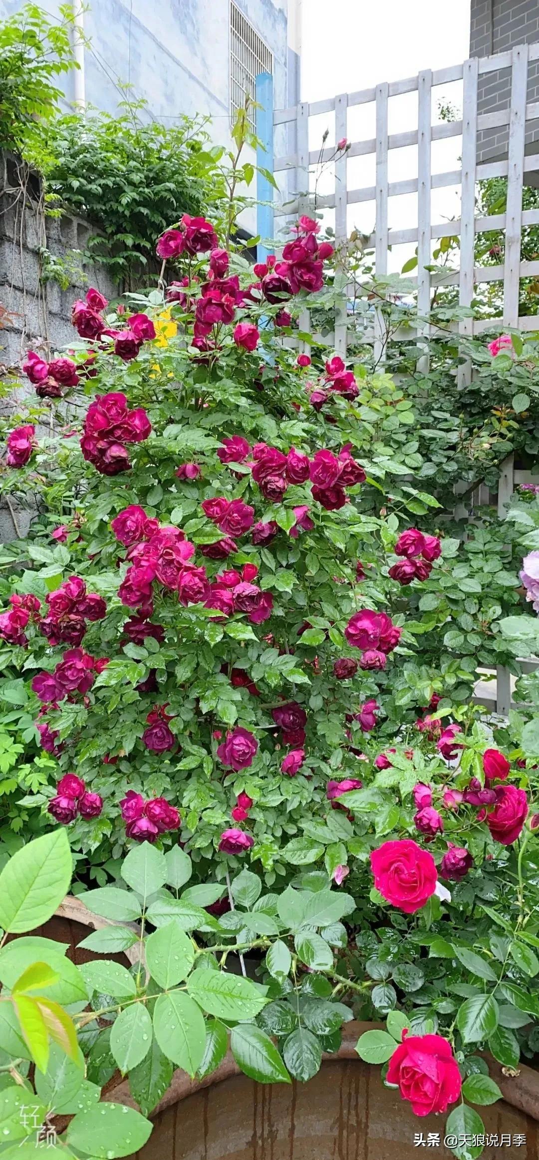 月季花是时候展现真正的技术了 (开春的第一波月季花就这么过去了)