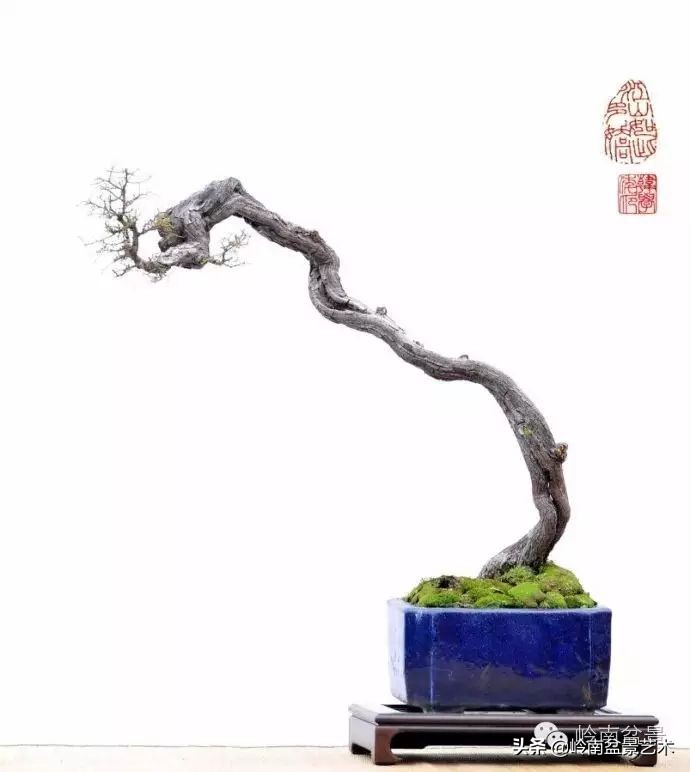 素仁格与文人树，你怎么看？