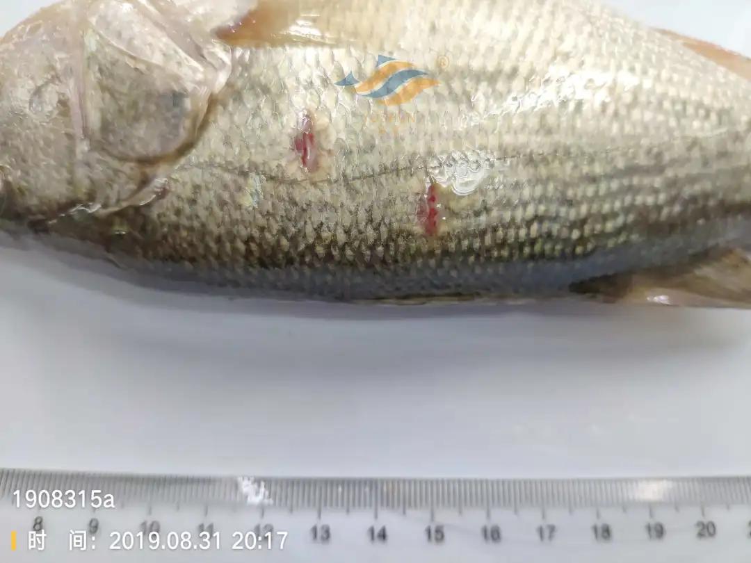 加州鲈常见病害及临床表现,加州鲈黑斑病