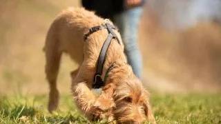 为什么狗狗总是在屋里尿尿,狗狗一出门就不停的撒尿怎么回事