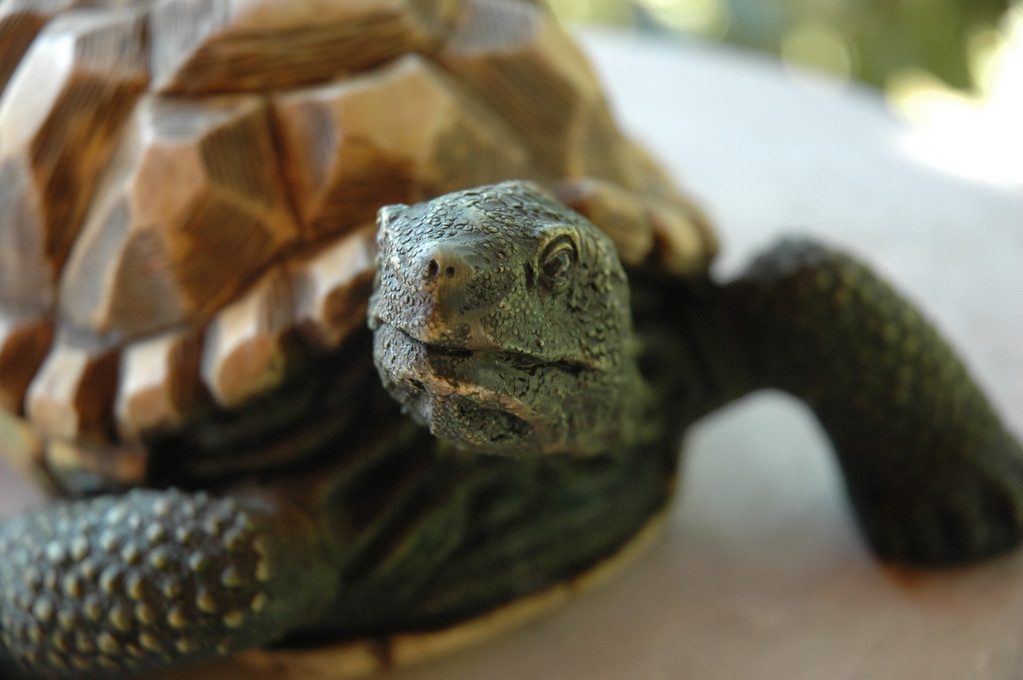 养龟白眼病防治,石龟苗每年都有白眼病