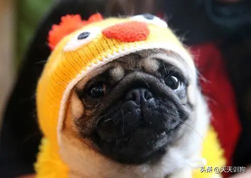 狗狗玩具哪些对狗狗好,狗狗喜爱的玩具大盘点