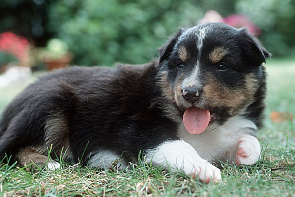 狗狗吐黄水食欲不振怎么治疗,狗狗吐了怎么办又不吃饭