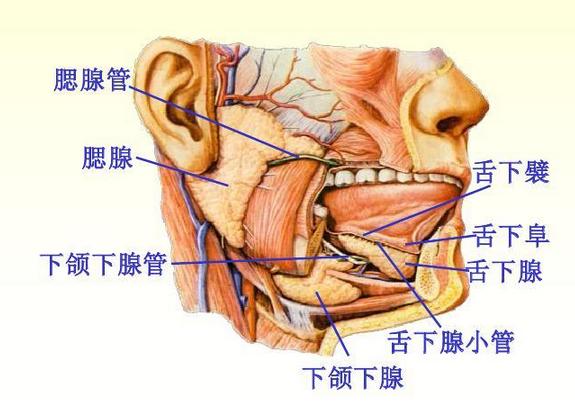 医学科普食物消化,消化科普视频