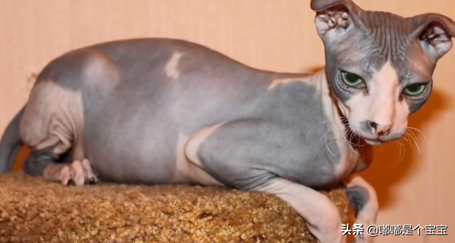 最恐怖的五种杂交生物,科学家搞出来的神奇杂交物种