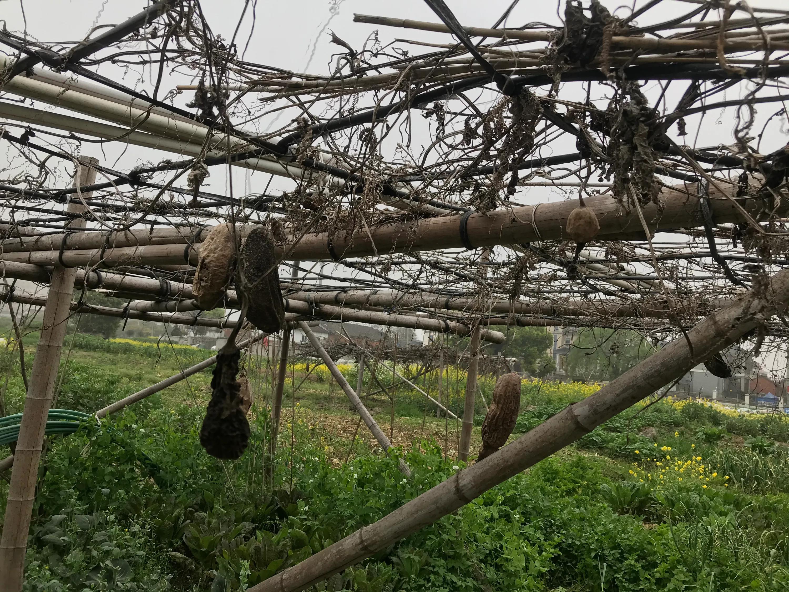 苏州吴江震泽八都,吴江区震泽八都贯桥社区