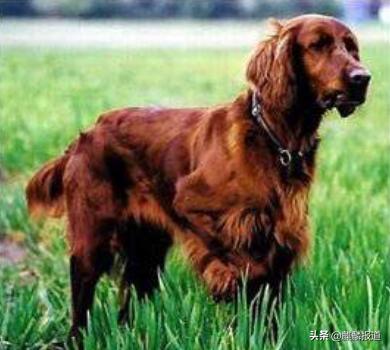 金毛禁养犬名单曲靖,曲靖麒麟区城区养犬标准规定