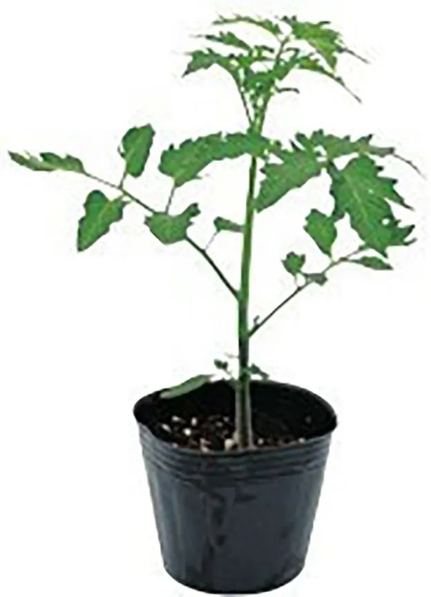 番茄种植过程如何避免死苗,番茄种植技术及解决方法