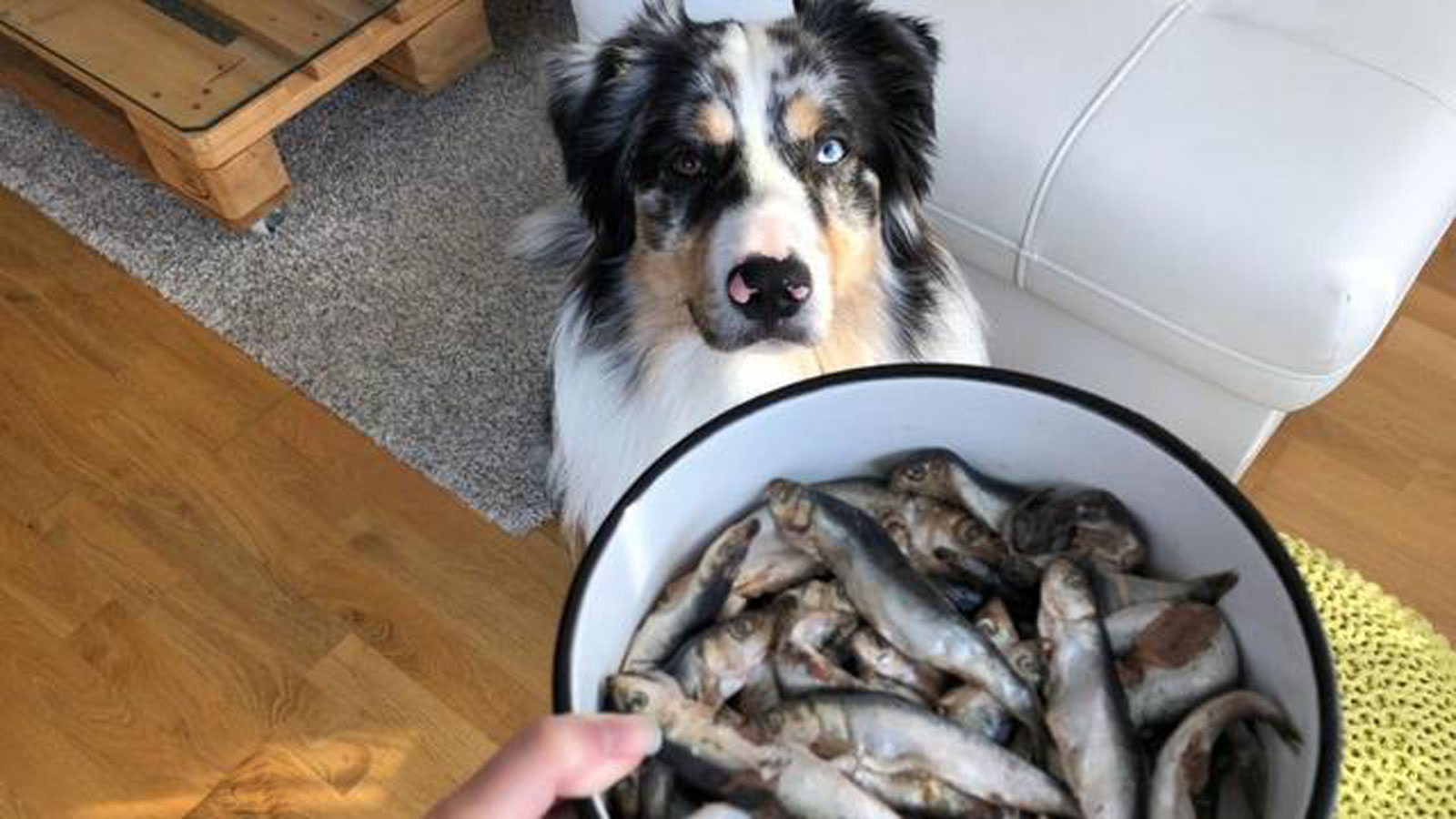 狗可以吃鱼虾么,狗可以吃什么水果大全