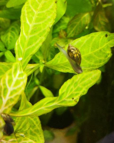 鱼缸都是蜗牛怎么办,鱼缸有蜗牛能养鱼吗