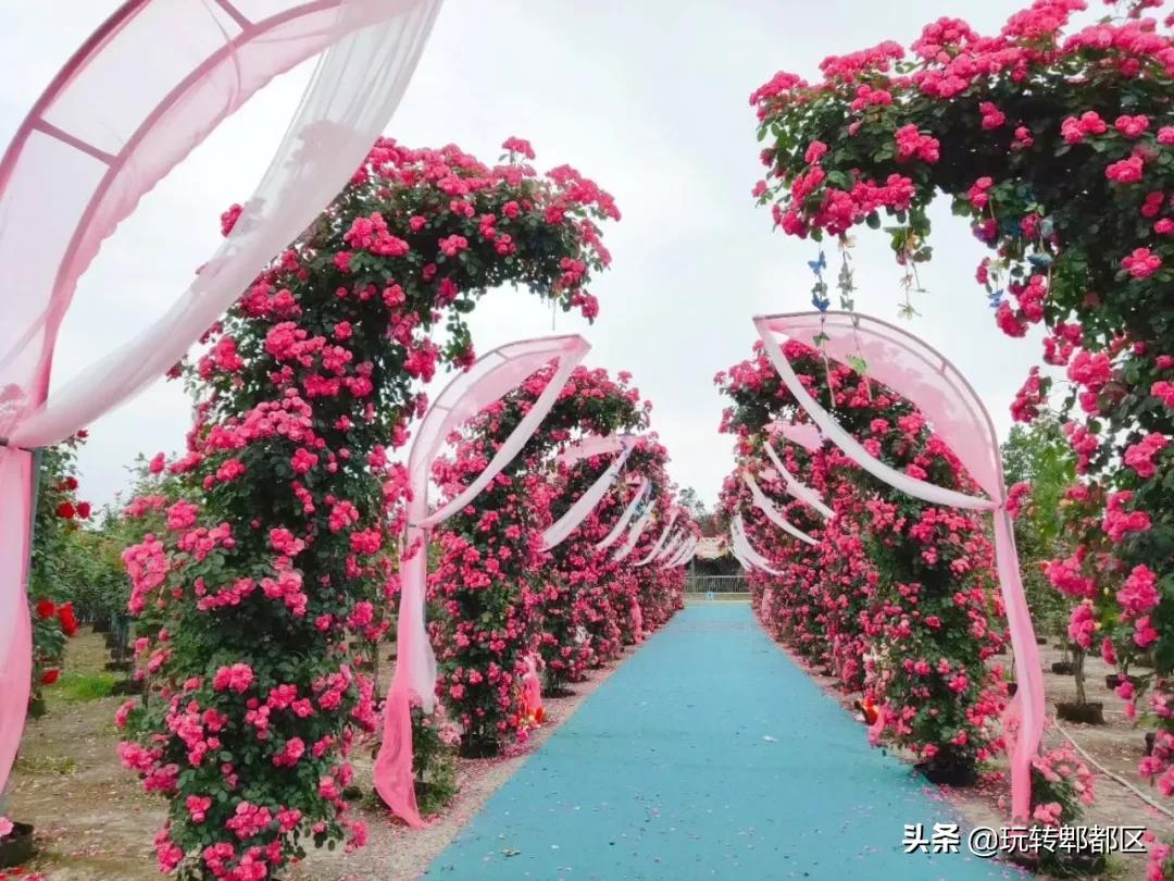 郫都区最美的花海,成都郫都花乡玫瑰开放了吗
