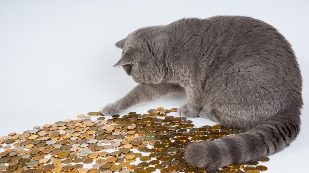 赚了几千万被举报,赚大钱然后被人骗走