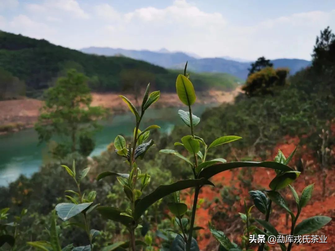 昔归临沧,昔归临沧之王