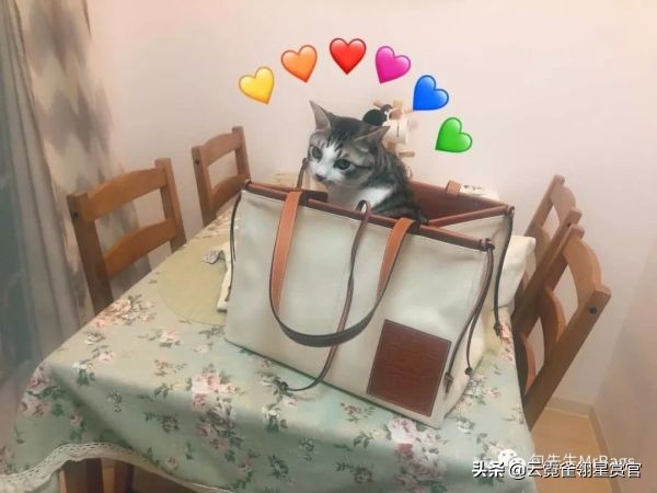 非常好看的宠物包,大家的包都带什么玩偶