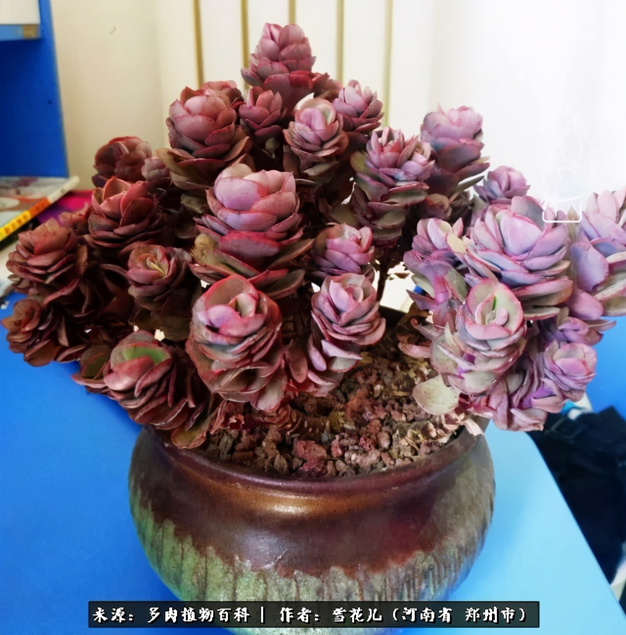 我的多肉乐园,多肉三寸阳台效果图