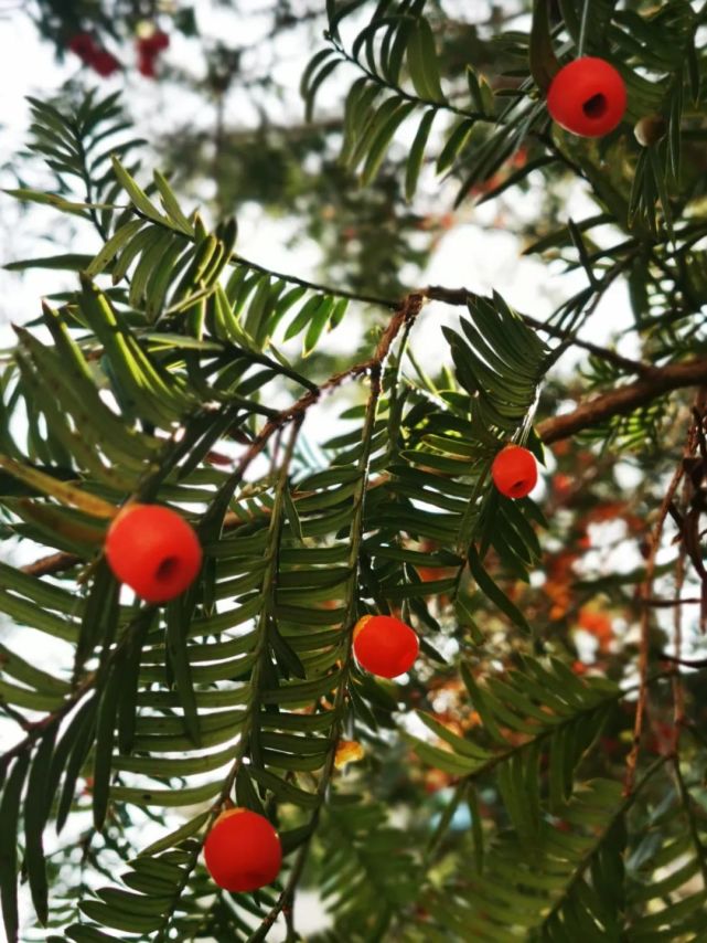 温州乐清900多岁的“树王”，长这样