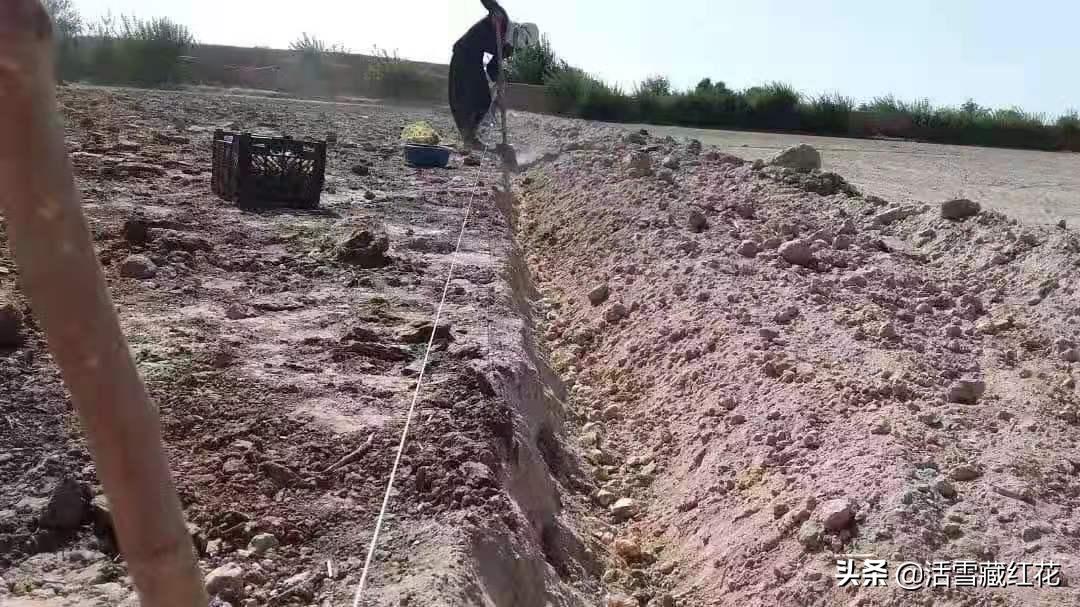 藏红花主要产地崇明岛,正宗的藏红花产地是哪里