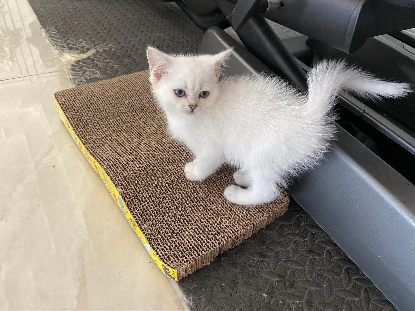 交易猫买号可信吗,在网上买猫靠谱吗