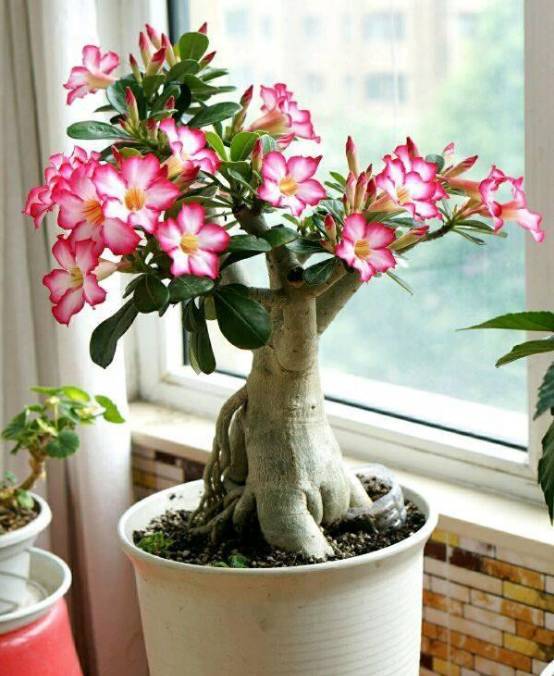 22种花耐旱耐热,天冷种花要注意什么