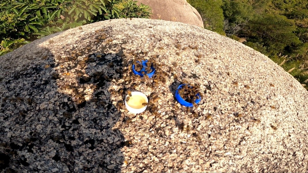 发现野蜂如何引野蜜蜂入巢,野外看到一窝蜜蜂招蜂最佳方法