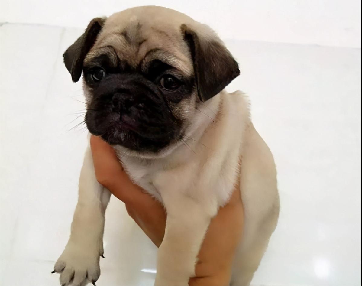 购买巴哥幼犬如何选择,购买巴哥幼犬怎么挑