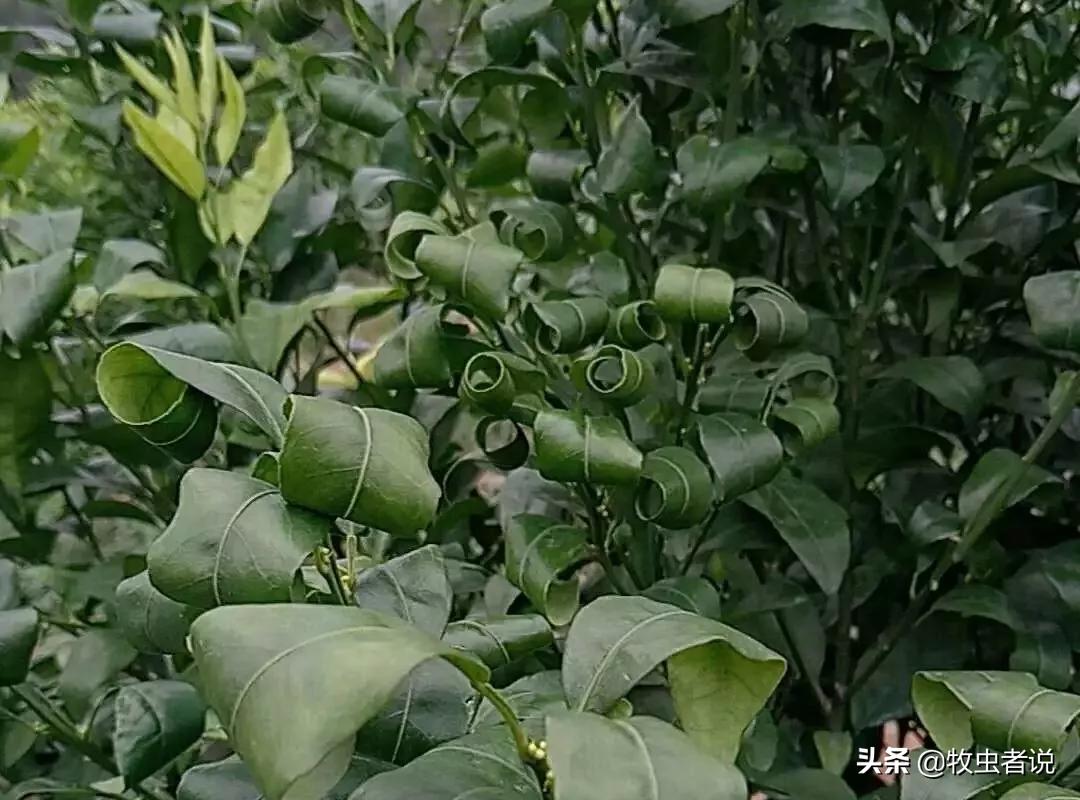柑橘树叶子翻卷什么原因,柑橘树卷叶是什么问题