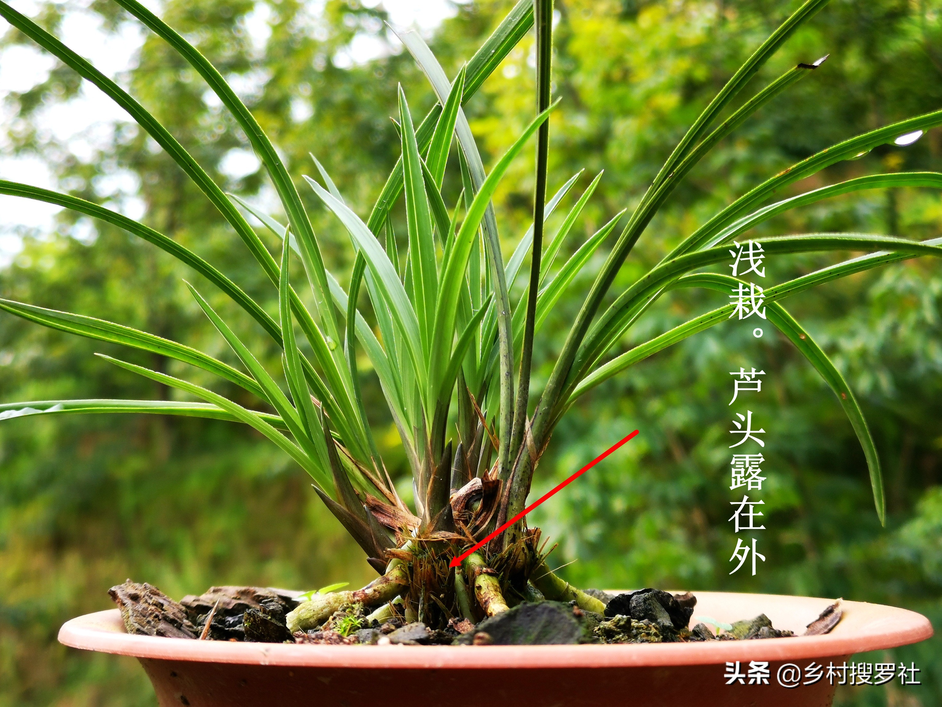 兰花高种好还是低种好,怎样种植兰花才让它又茂盛又高大
