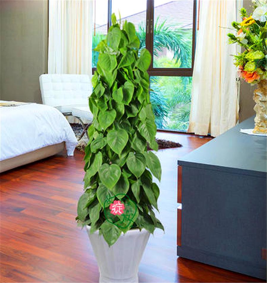 心叶绿萝的养殖方法,心叶藤盆栽技巧