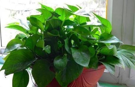 养绿萝，埋上几粒“煮豆豆”，胜过养花肥，油光锃亮爬满墙