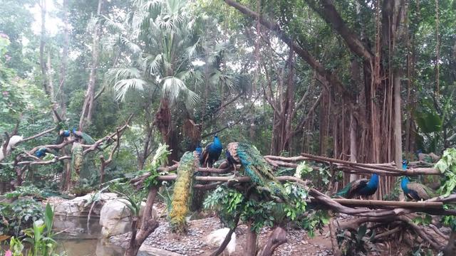 广州番禺区长隆野生动物世界缆车,广州旅游长隆野生动物世界