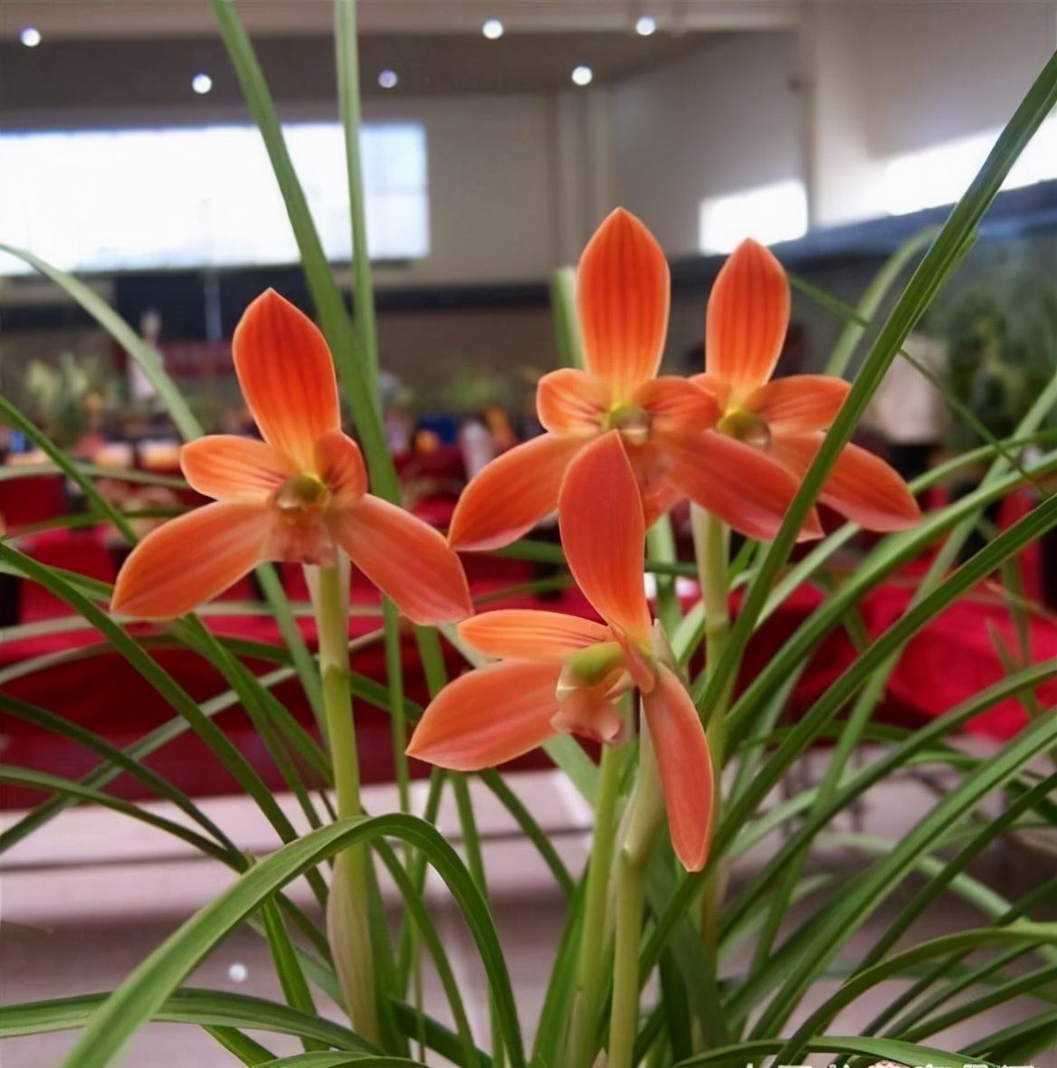 2023年紫冠红素兰花目前价格,春剑中华红素兰花属于什么档次