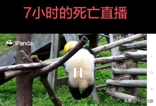 大熊猫幼崽窒息视频,大熊猫幼崽窒息后续
