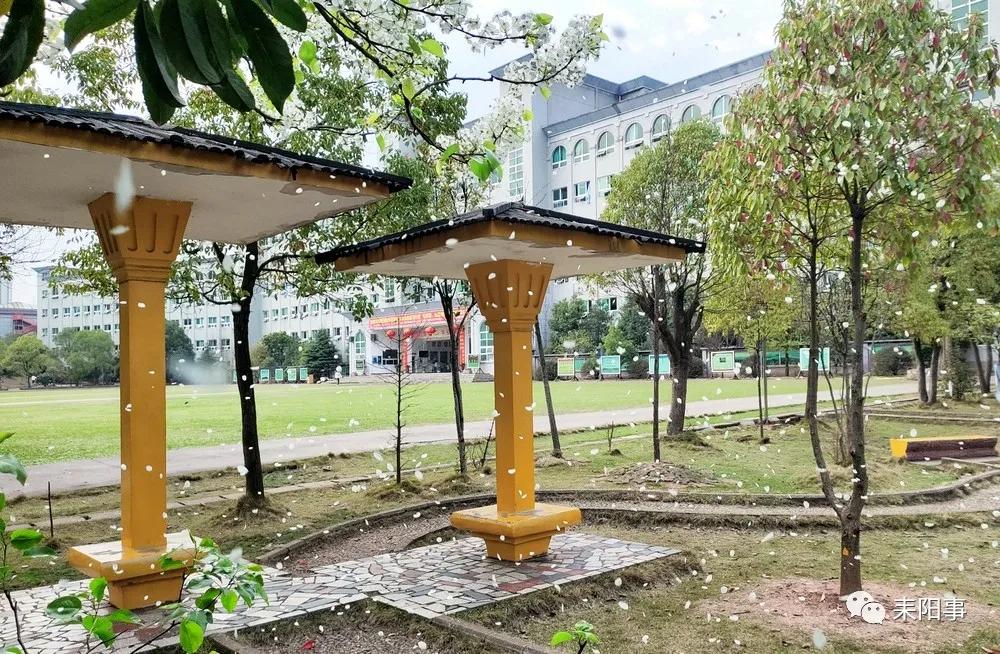 迎接校园里的百花齐放,教室窗外百花齐放