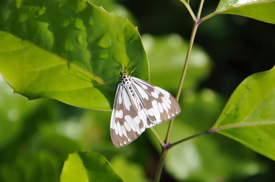 传说中的蛊虫真的有吗,传说中的扑棱蛾子