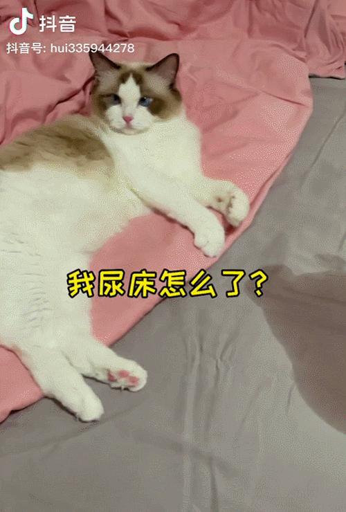 抖音特别能尿床的猫,猫咪尿床发抖音