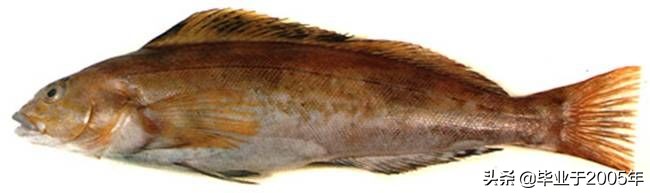 辽宁的水产品有哪些,辽宁常见的鱼